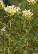 Image result for chamaecytisus_albus