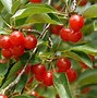 Image result for Apple Trees Grafing Union