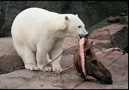 Image result for Animals Eating People Food