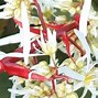 Image result for Saxifraga cortusifolia Sybyll Trelawney