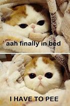 Image result for Cat in Bed Reading Email Meme