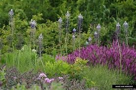 Image result for Scilla hyacinthoides Blue Arrow