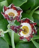 Image result for Primula auricula Alice Haysom
