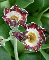 Résultat d’images pour Primula auricula Hinton Fields