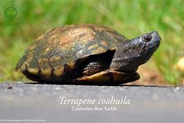 Image result for Terrapene coahuila