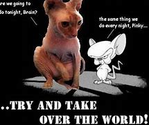 Image result for Pinky Brain Cat