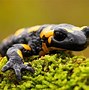 Image result for Fire Salamander