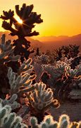 Image result for Microsoft Windows Splash Screen Desert Landscape Cactus