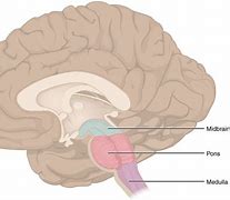Image result for Brain Stem Pons Medulla