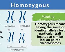 Image result for Homozygous Person