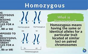 Image result for Homozygous Phenotype