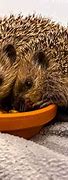 Image result for Ark Hedgehog Food