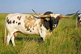Image result for Texas Longhorn Cattle