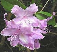 Resultat d'imatges per a Rhododendron Attraction