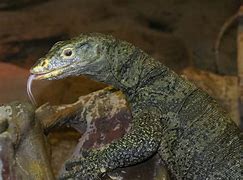Image result for Gray Speed Lizard