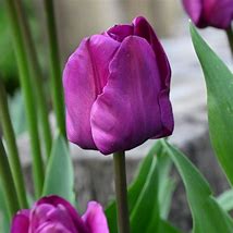 Tulipa Negrita 的图像结果