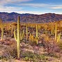 Image result for Cactus Trees in Arizona