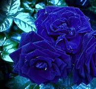 Image result for Rose Blue Gold