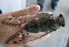 Image result for Giant Cicada Bugs