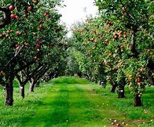 Image result for Aesthetic Apple Tree Grove