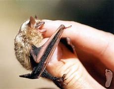 Image result for Bat Hands