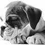 Image result for Realistic Pencil Dog Drawings
