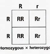 Image result for Homozygous Dominant Letters