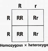 Image result for Homozygous Dominant Symbol