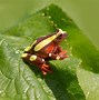 Image result for Clown Tree Frog