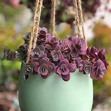 plantas penduradas ao ar livre a imagem pode conter planta flor e atividades ao ar plantas penduradas ao ar livre a imagem pode conter planta flor e atividades ao ar
