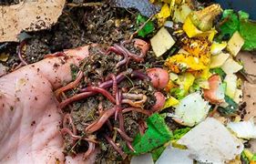 Image result for Compost Bins and Worms
