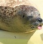 Image result for Dying Seal