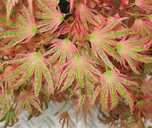 Image result for Acer palmatum Beni-shichi-henge
