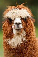 Image result for alpacz