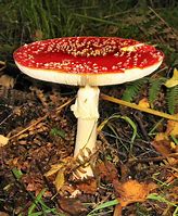 Image result for agaric�cwo