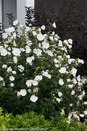 Image result for Hibiscus syriacus White Chiffon