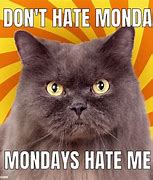 Image result for Funny Cat Memes No Brain