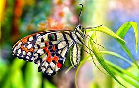 Image result for Cute Wallpapers Butterflies