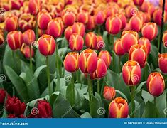Image result for Red Dutch Tulips