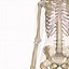 Image result for Right Arm Skeleton Cut Out
