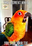 Image result for Funny Birds