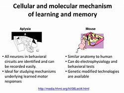 Image result for Cellular Mechanisms Memory