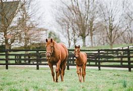 Image result for Thoroughbred Horse Farms Lexington KY