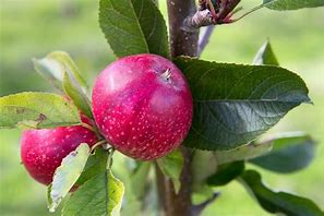 Image result for Apple Cultivars