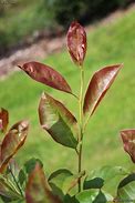 Image result for Nyssa sylvatica Red Red Wine