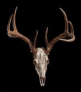 Image result for Deer Skull Profile