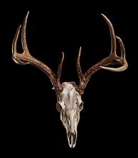 Image result for Axis Deer Skull