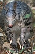 Image result for Armadillo Animal