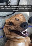 Image result for Dog Meme Looking Out