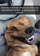 Image result for Funny Crying Dog Meme
